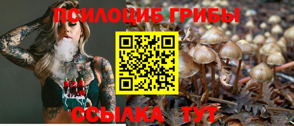 Галлюциногенные грибы GOLDEN TEACHER  Вход с VPN  Майкоп  Псилоцибиновые грибы прущие грибы 